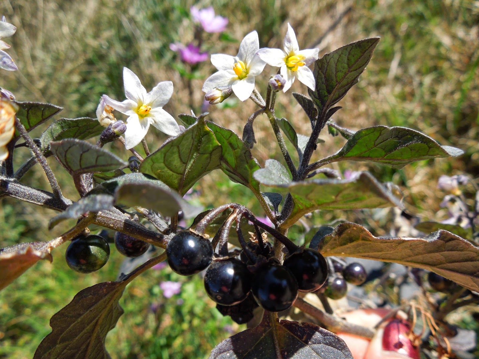 TOMATILLOS DEL DIABLO BOTÀNIC SERRAT