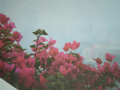  Aneka Ragam Tanaman Herbal dan Khasiatnya bagi Kesehatan Manusia Inilah Tanaman Obat Herbal Tradisional dan Manfaatnya untuk Kesehatan