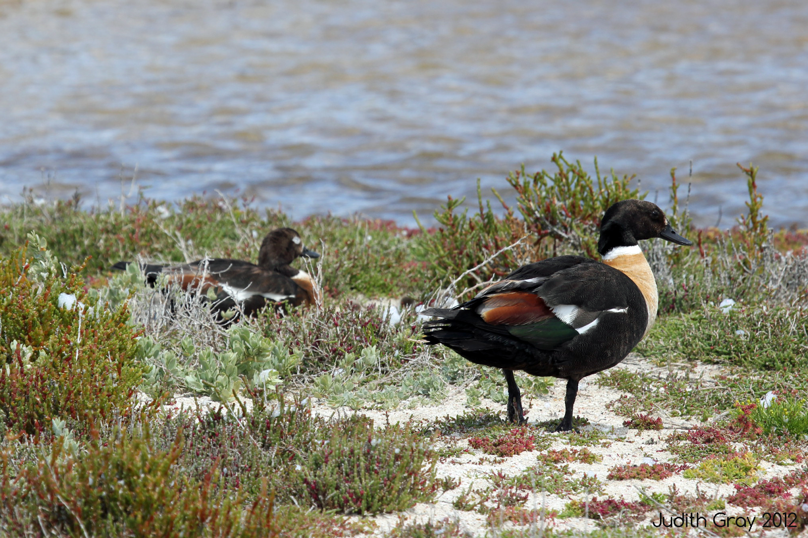 Australian Shelducks with Ducklings - Rottnest Island, 25th September 2012