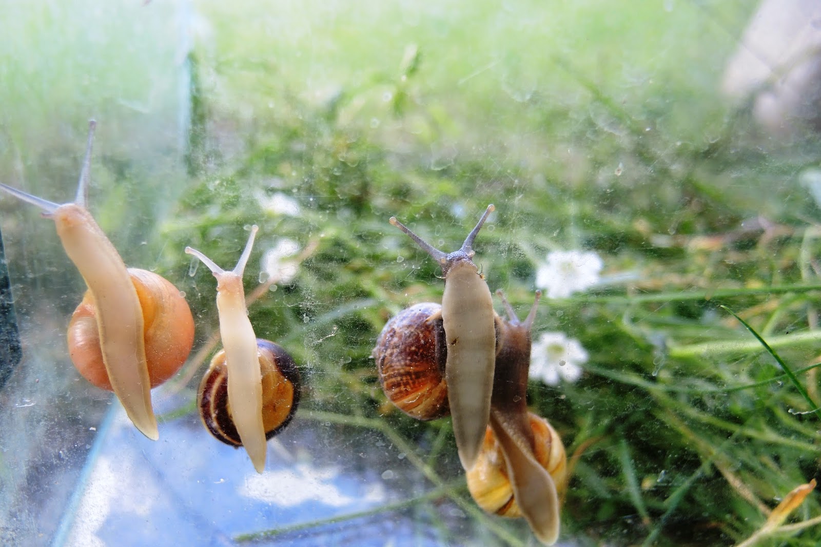 Unser 3MädelHaus Schnecken checken