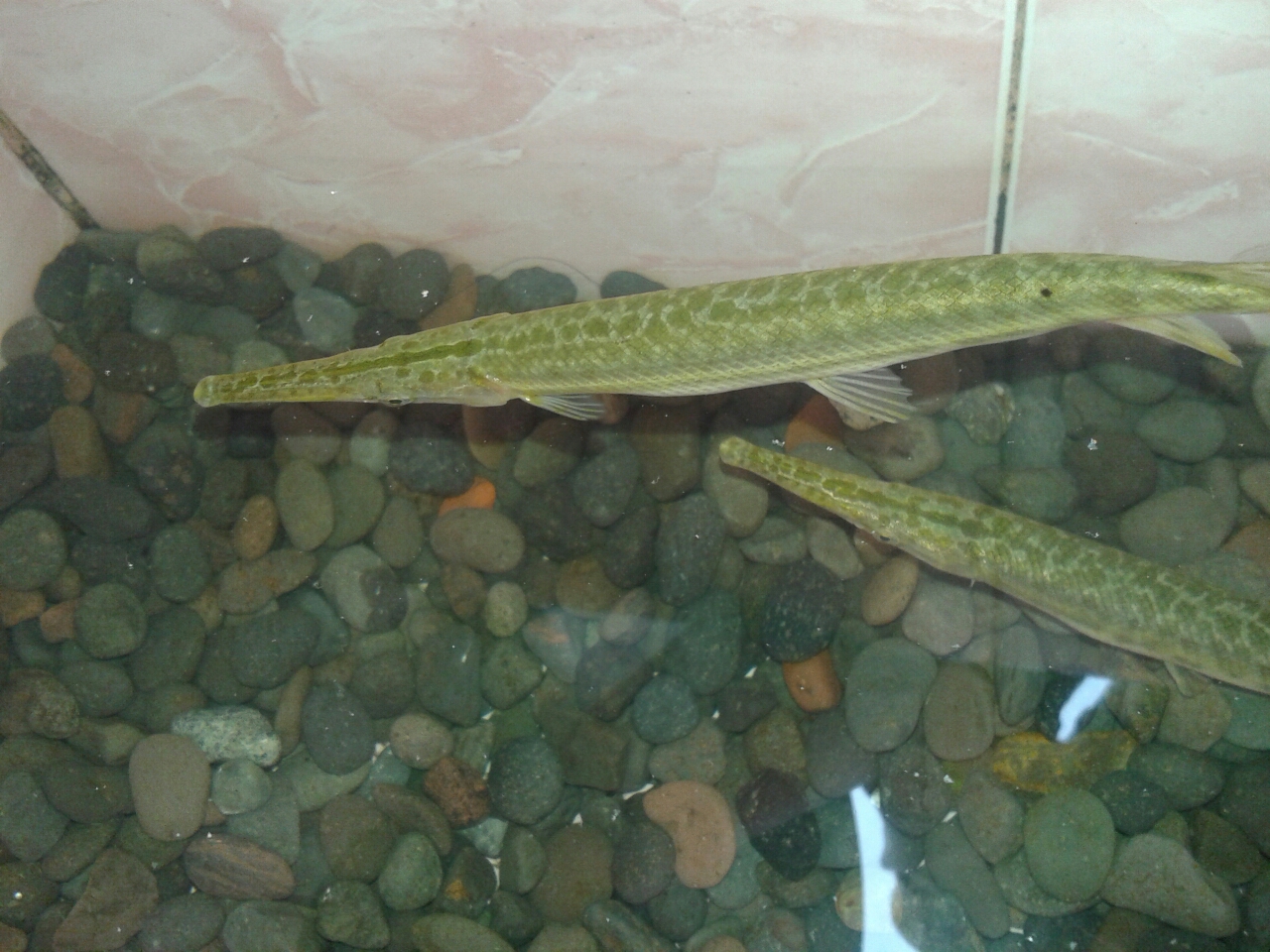 Cara Membedakan Ikan Aligator Jantan Dan Betina - Tips ...