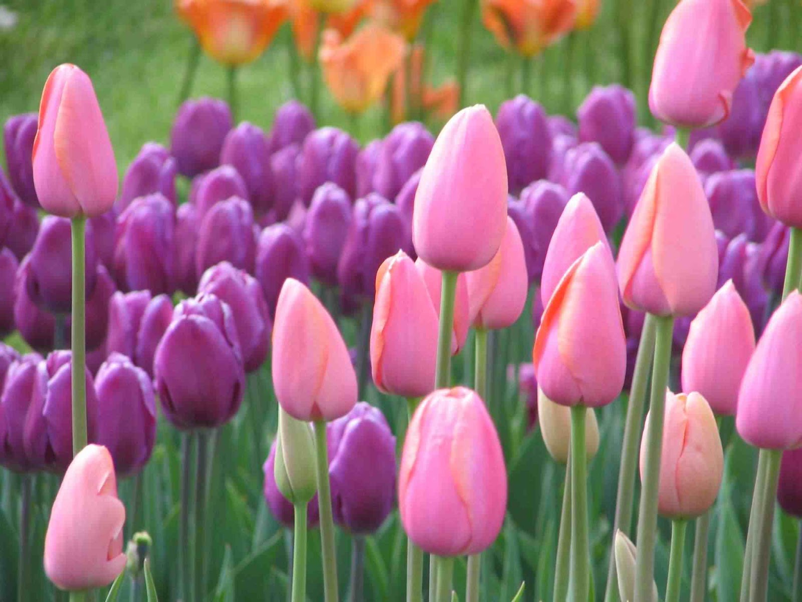 Beautiful Tulips Beautiful Wallpapers beautiful-tulips-beautiful-wallpapers