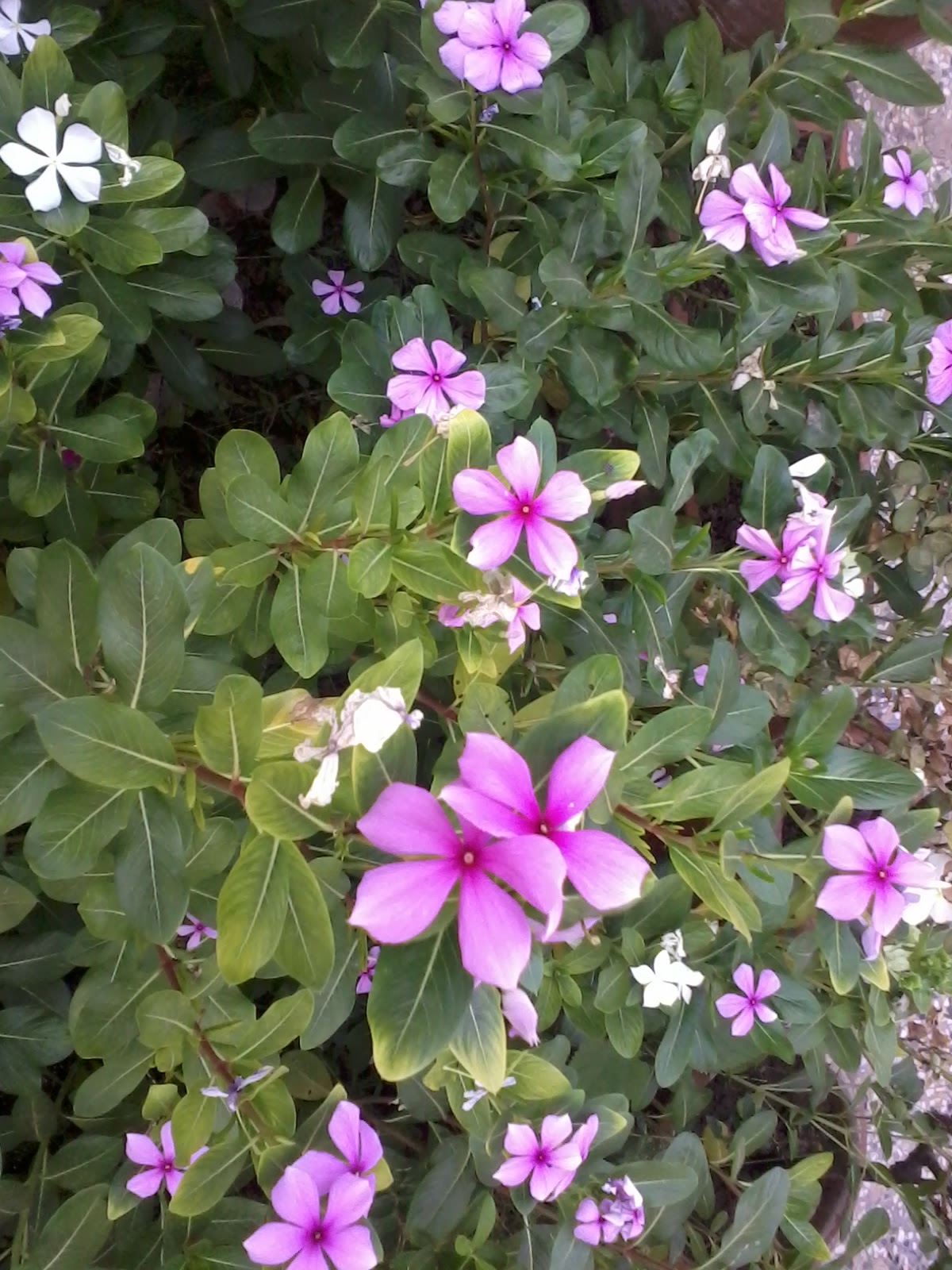 Isloo Garden: Vinca Rosea