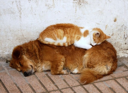 Gatos que han decidido que dormir sobre el perro es buena idea