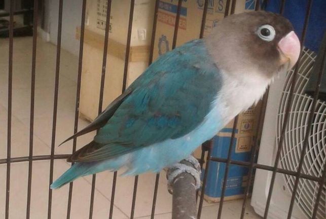 Perawatan Lovebird Mabung atau Nyulam Sampai Sembuh