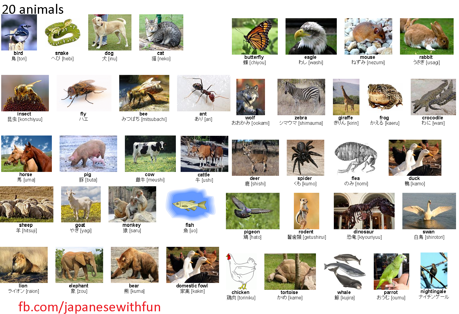 20 animals Japanese For Beginners