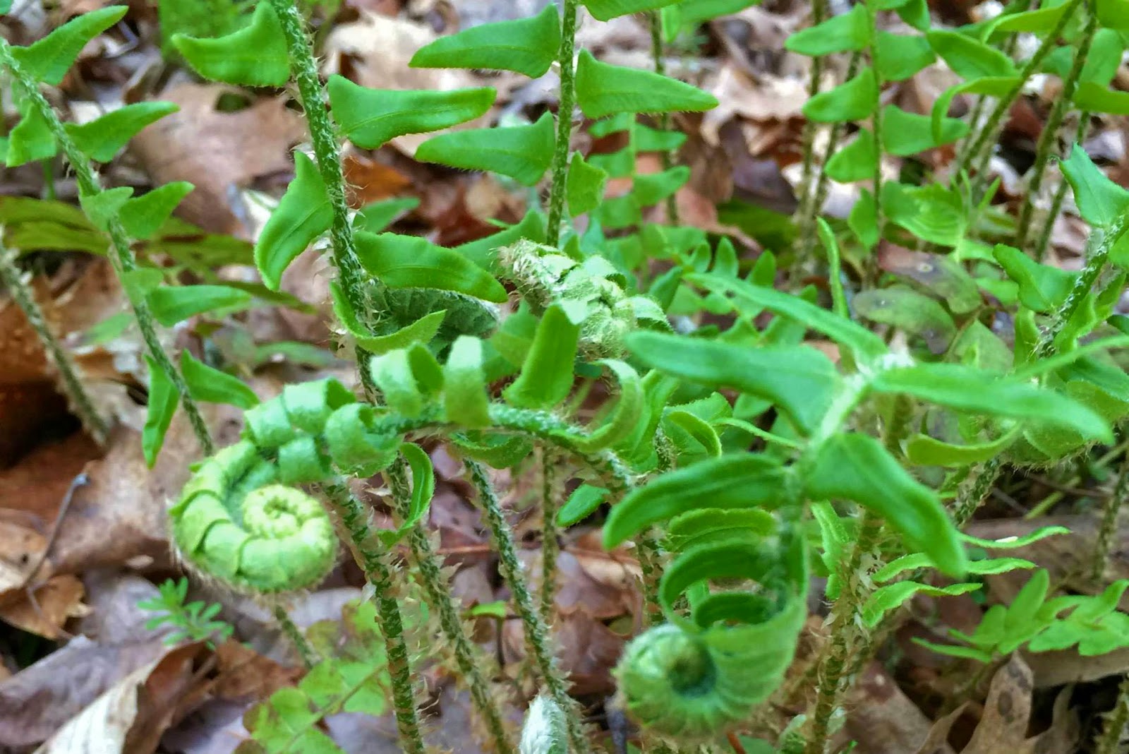 Nature Ramblers Ramble Report April 2 2015