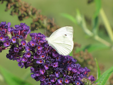 Cabbage Butterfly on Butterfly Bush