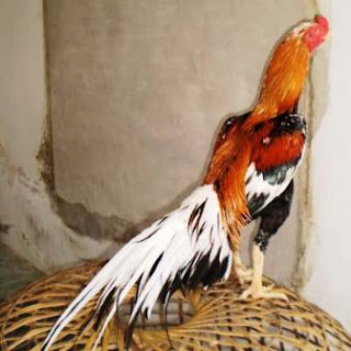 ayam bangkok warna wiring kuning ayam wiring kuning