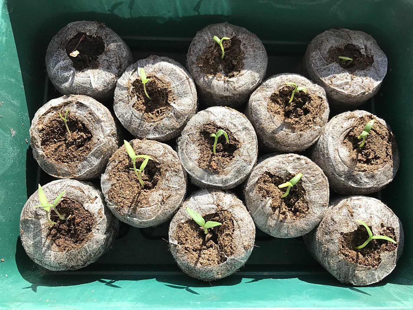 Gartenzone Optimierte Anzucht Im Wohnzimmer Teil 1