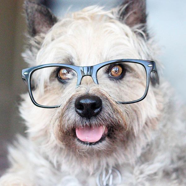 Gặp gỡ 14 chú cún đeo kính "bảnh trai" nhất thế giới