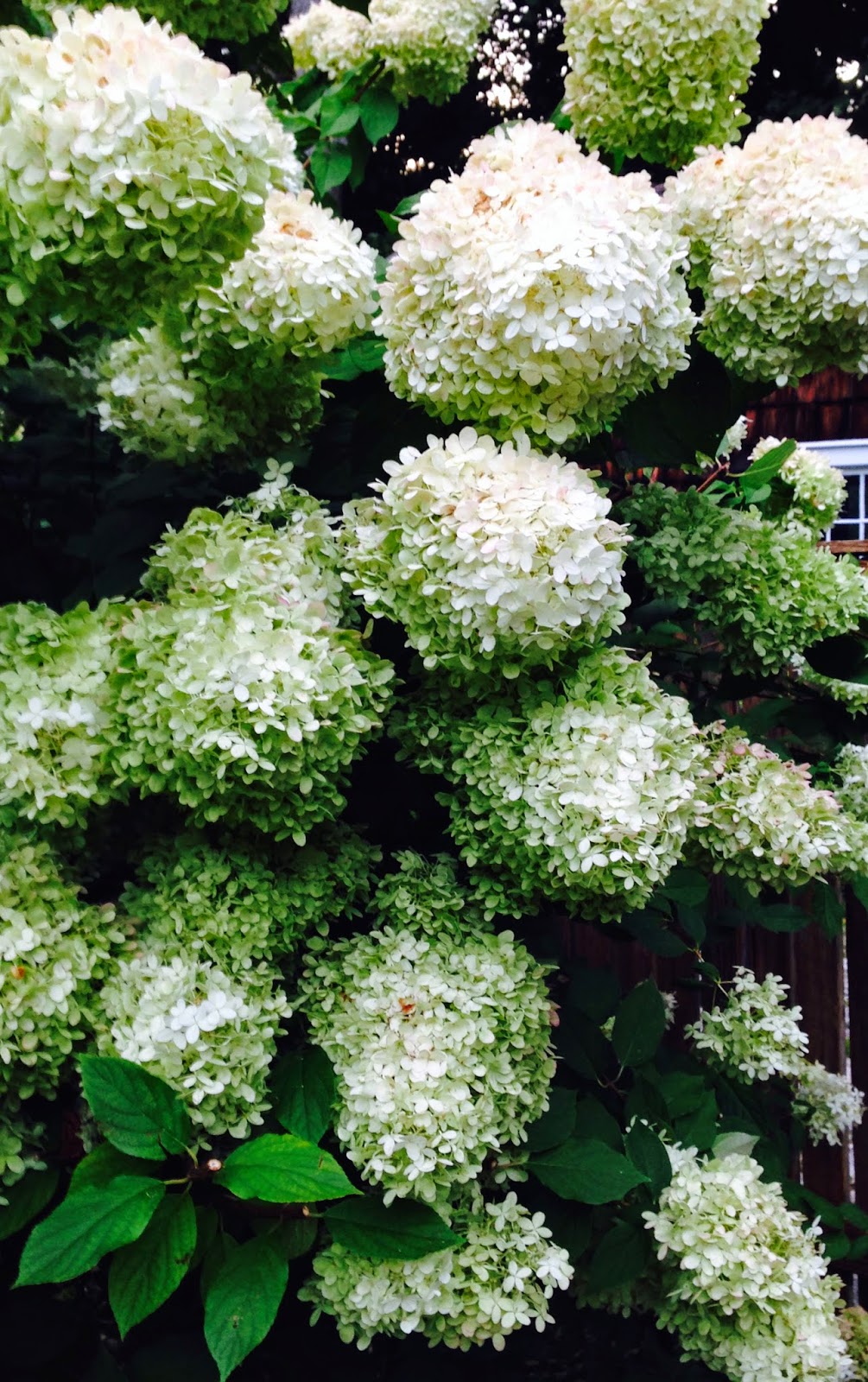 Bonni Brodnick Blog How to Harvest Hydrangeas