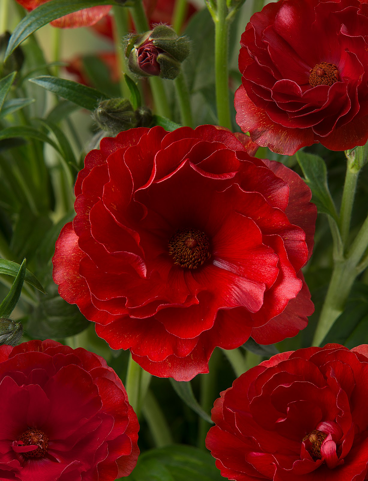 Flower Talk Butterfly Ranunculus Primer