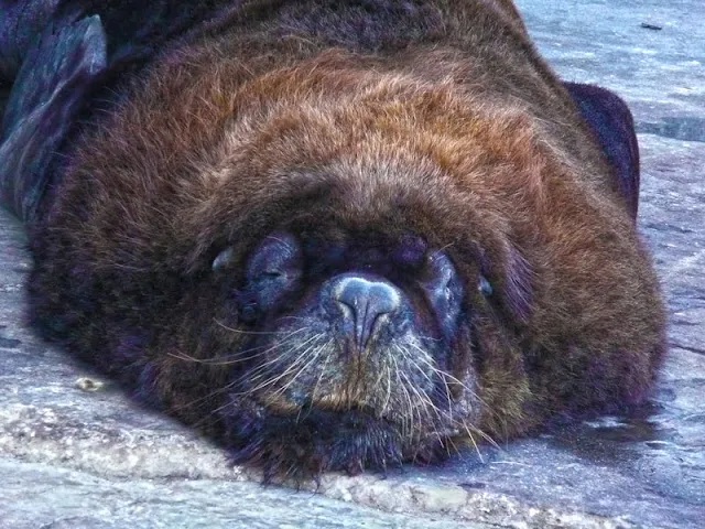 ANIMALES. Lobo marino durmiendo en la banquiina de pescadores de Mar del Plata