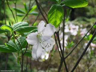 Buku harianQ: Wallpaper bunga putih