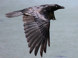 flight crow birds torresian flying others australia november