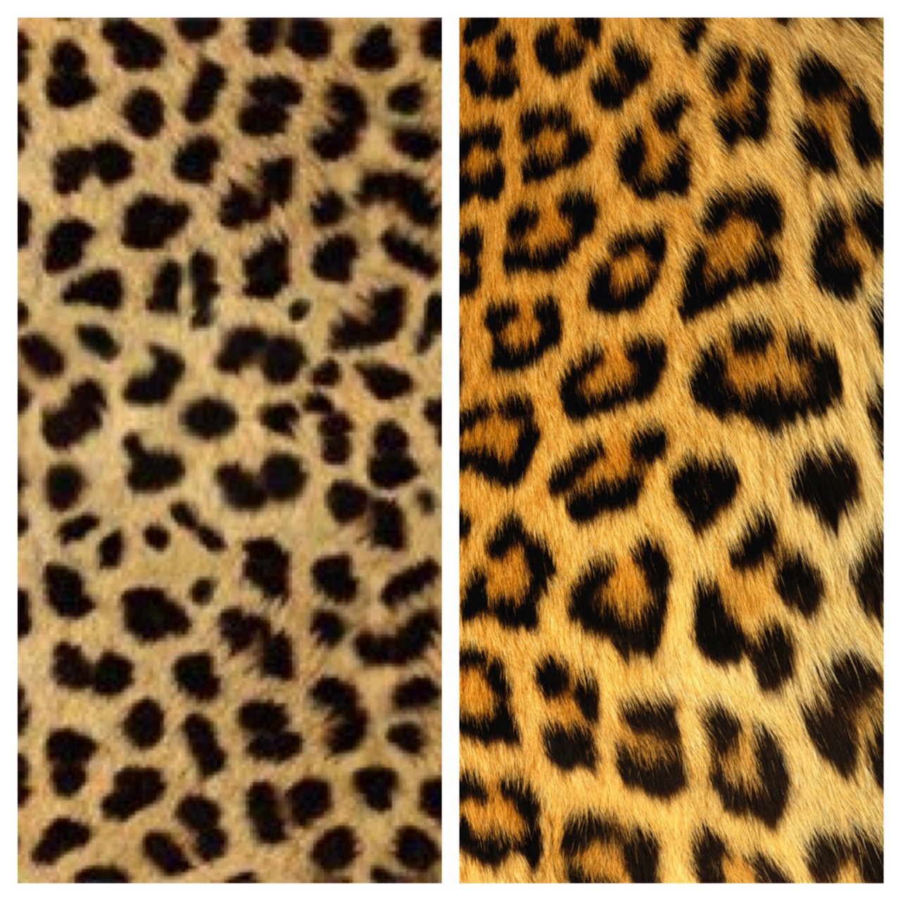 Tone of Grey: Style Faux Pas: Cheetah Print vs. Leopard Print