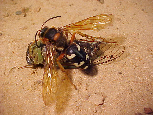 Why are those big, scary wasps digging in my yard?