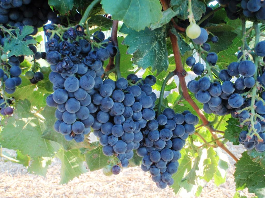 Xtremehorticulture of the Desert Grapes to Grow in the Desert