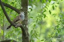 taman burung tmii jakarta