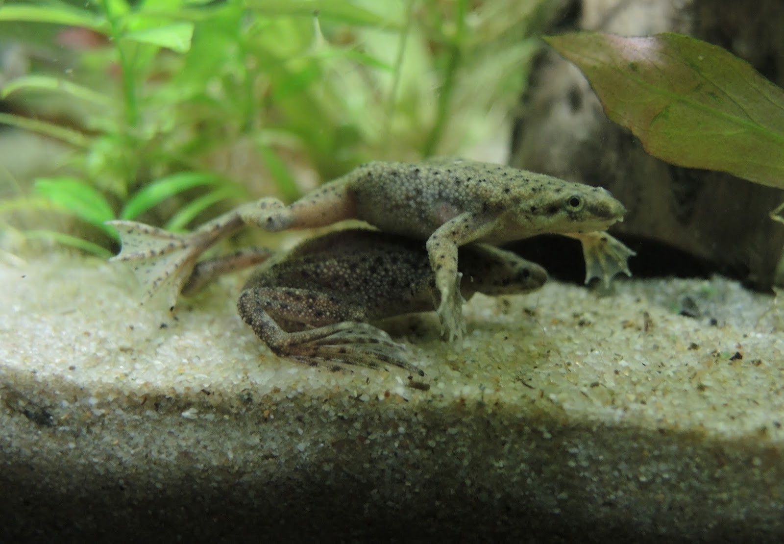 Water-World: Zwergkrallenfrosch