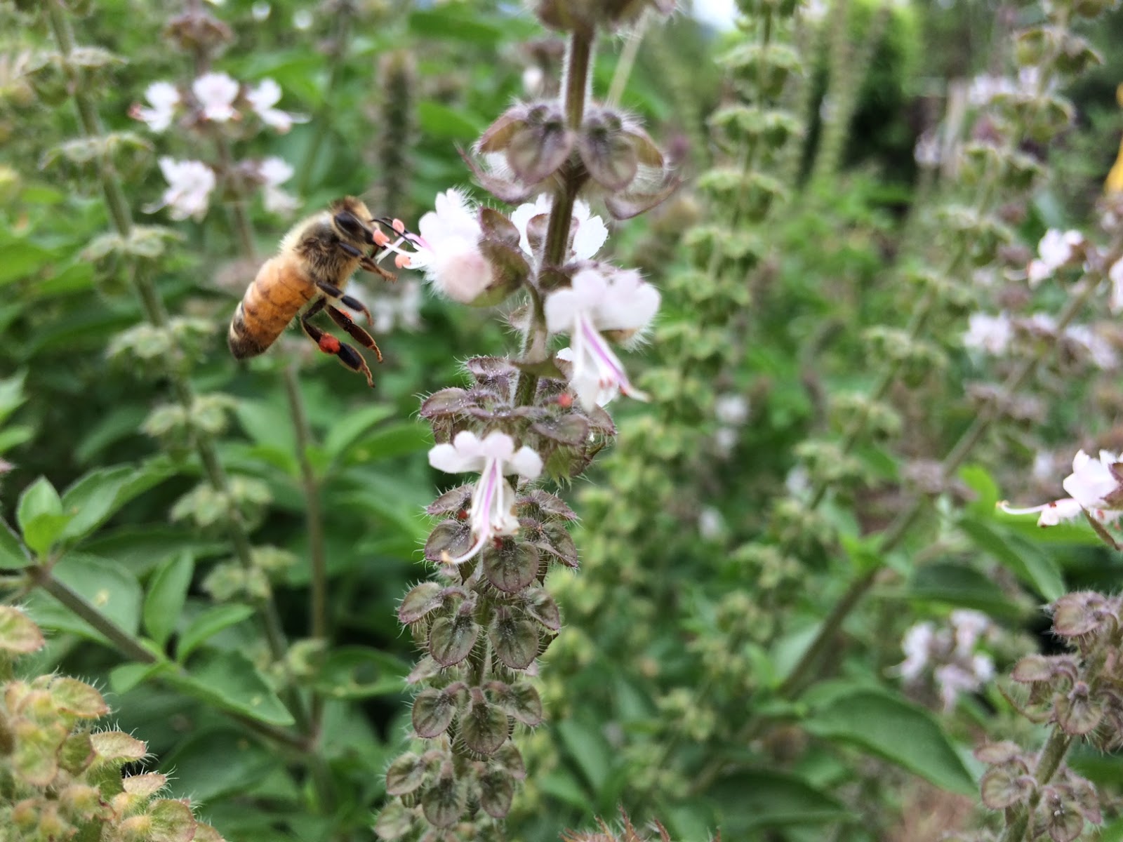 Tulsi bee bush, food, medicine and habitat a great