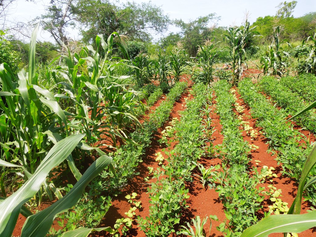 Kevin's Agricultural Adventures Jamaican Independence, Community