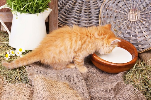 Dieta dla kotów o wrażliwym żołądku 