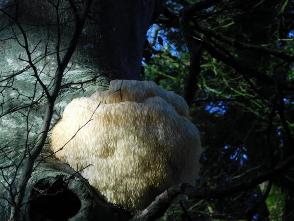 Devon Wildlife Trust - Santa's Beard (Hedgehog Fungus) Photo copyright Meg Galley-Taylor (All Rights Reserved)