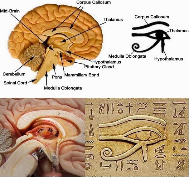 European Marketing Network The Pineal Gland Or The Third