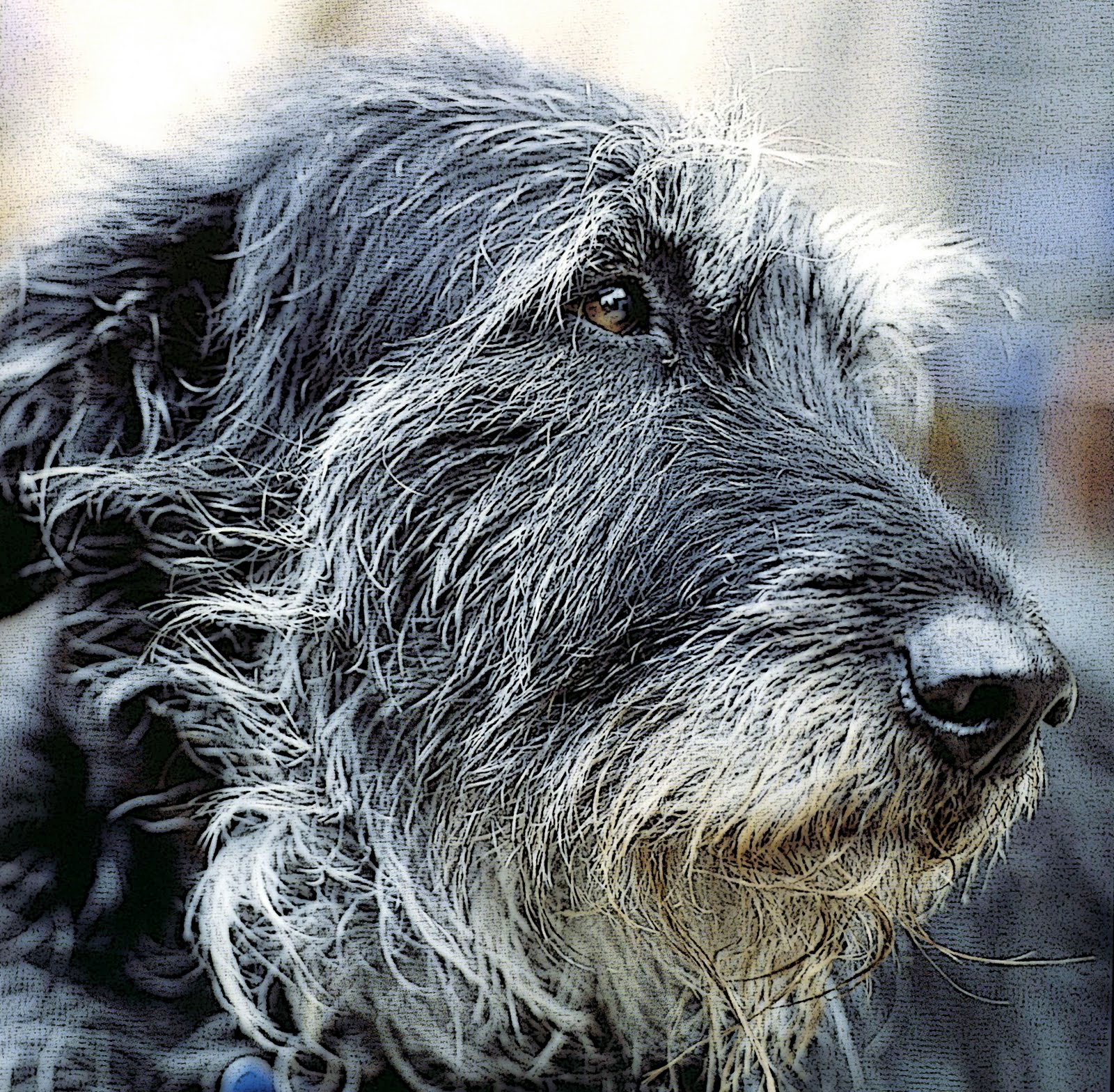 Irish Wolfhound German Shepherd Mix | Templatesku