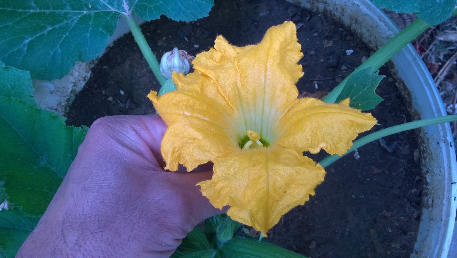 How To Grow Organic Courgettes