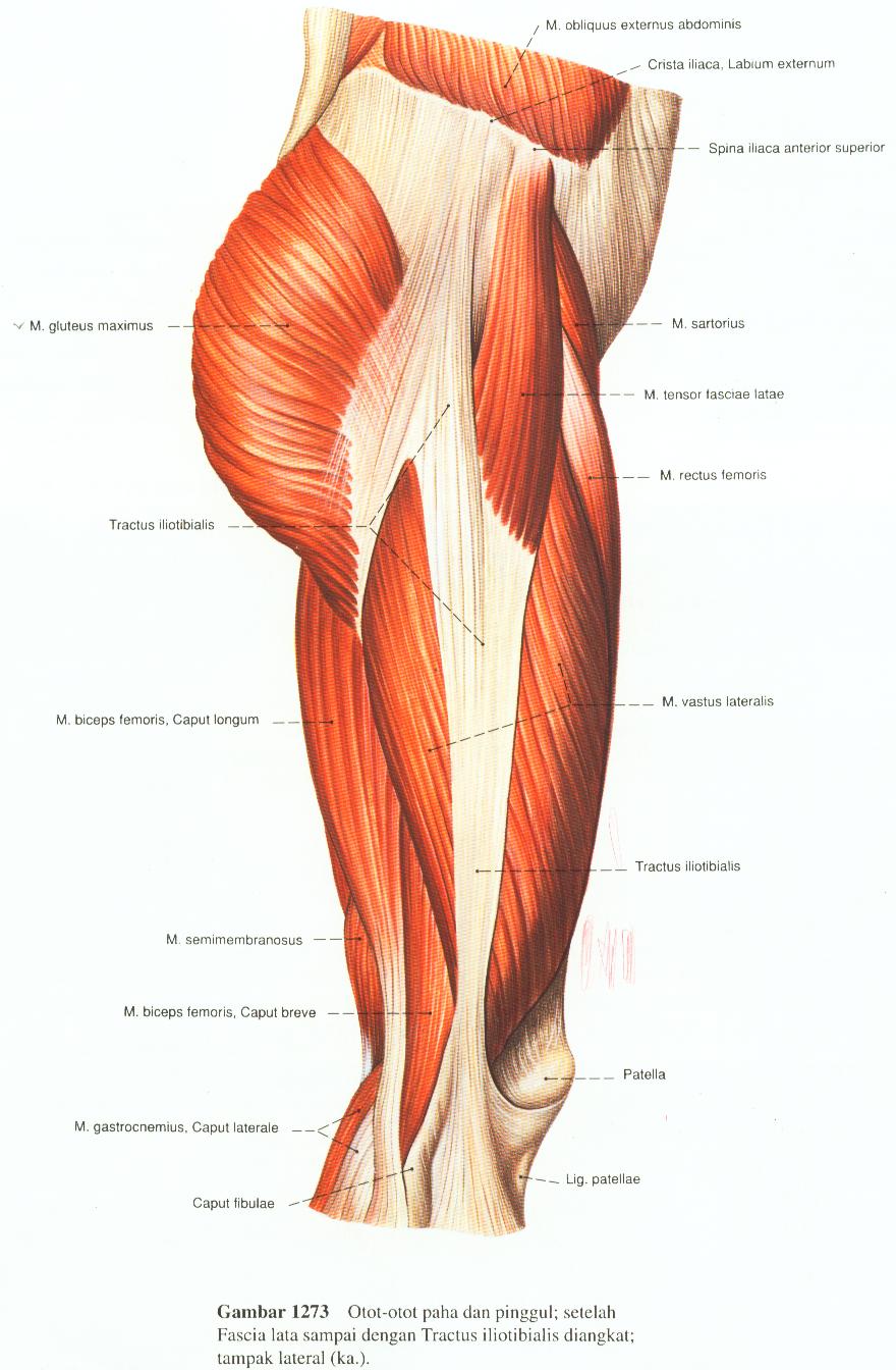 как выглядят бедра человека. мышцы ног квадрицепс. мышцы бедра синельников. как выглядят бедра человека. мышцы таза и бедра анатомия.