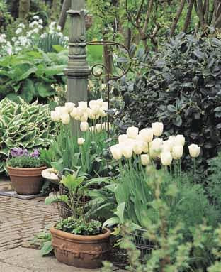 Spring-flowering container gardens Spring-flowering container gardens