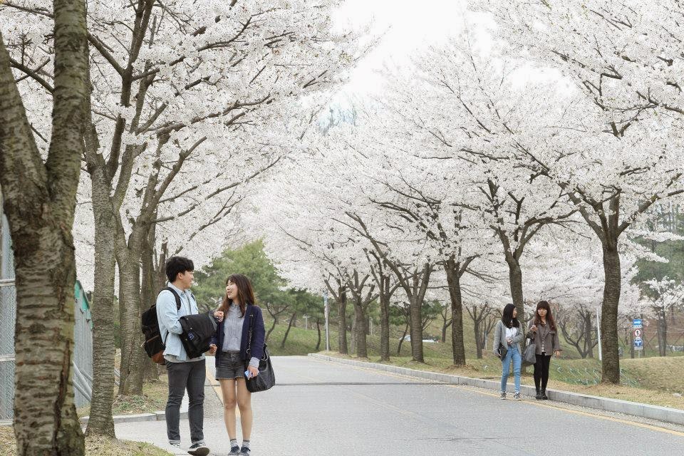 Mùa Xuân tại Đại học Myongji