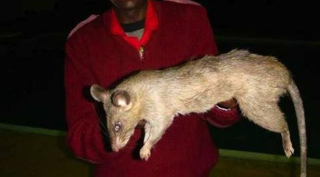 Ibu Ceroboh, Ditinggal Begitu Saja, Bayinya Tewas Berlumuran Darah Dimakan Tikus Ibu Ceroboh, Ditinggal Begitu Saja, Bayinya Tewas Berlumuran Darah Dimakan Tikus