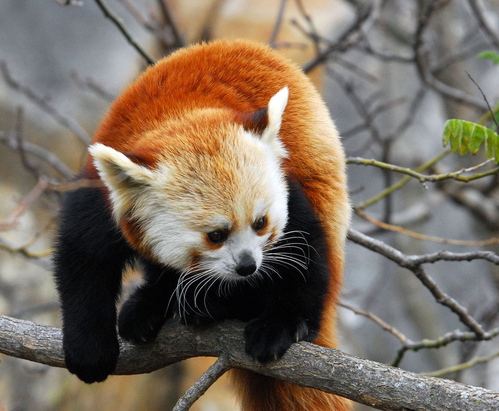 10. Red Panda Out On A Limb