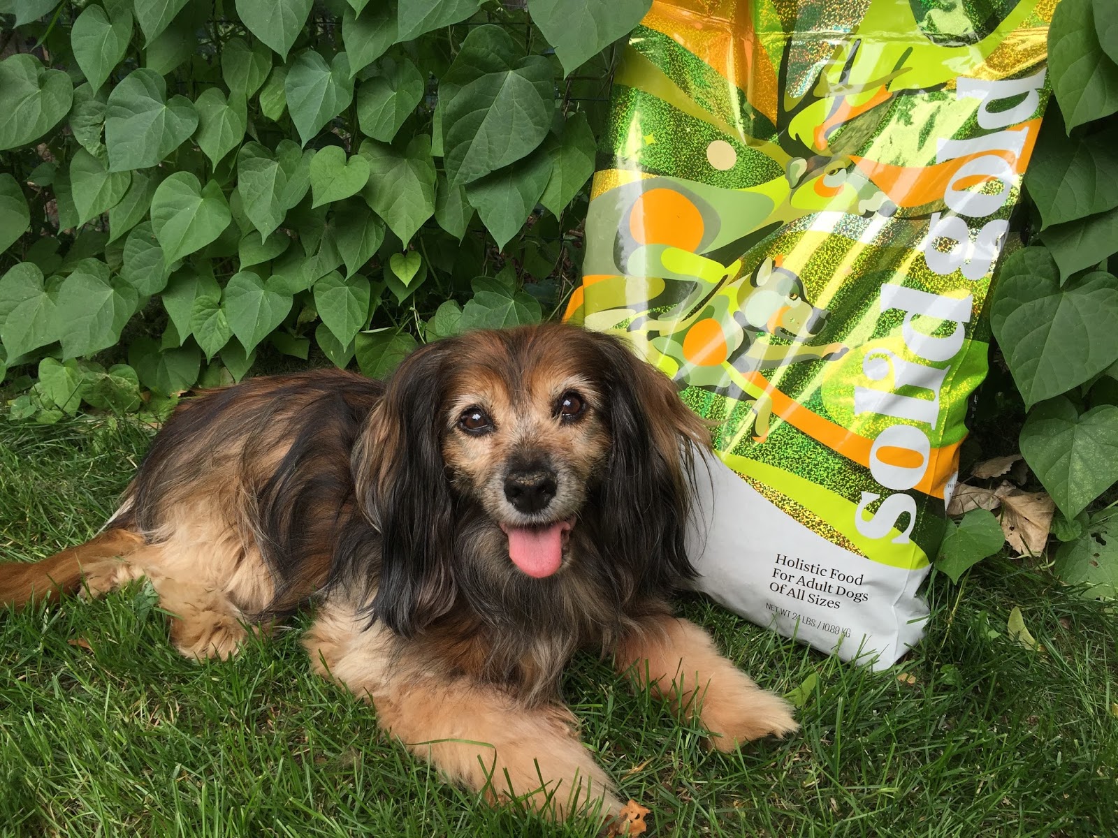 England's Blog The great dog food swap