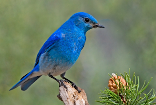 Sekilas Info Tentang Burung (Berita Burung) - Burung Tercantik di Dunia Warna Bulu Mereka Seperti Lukisan yang Indah