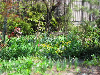  New York _Community Garden