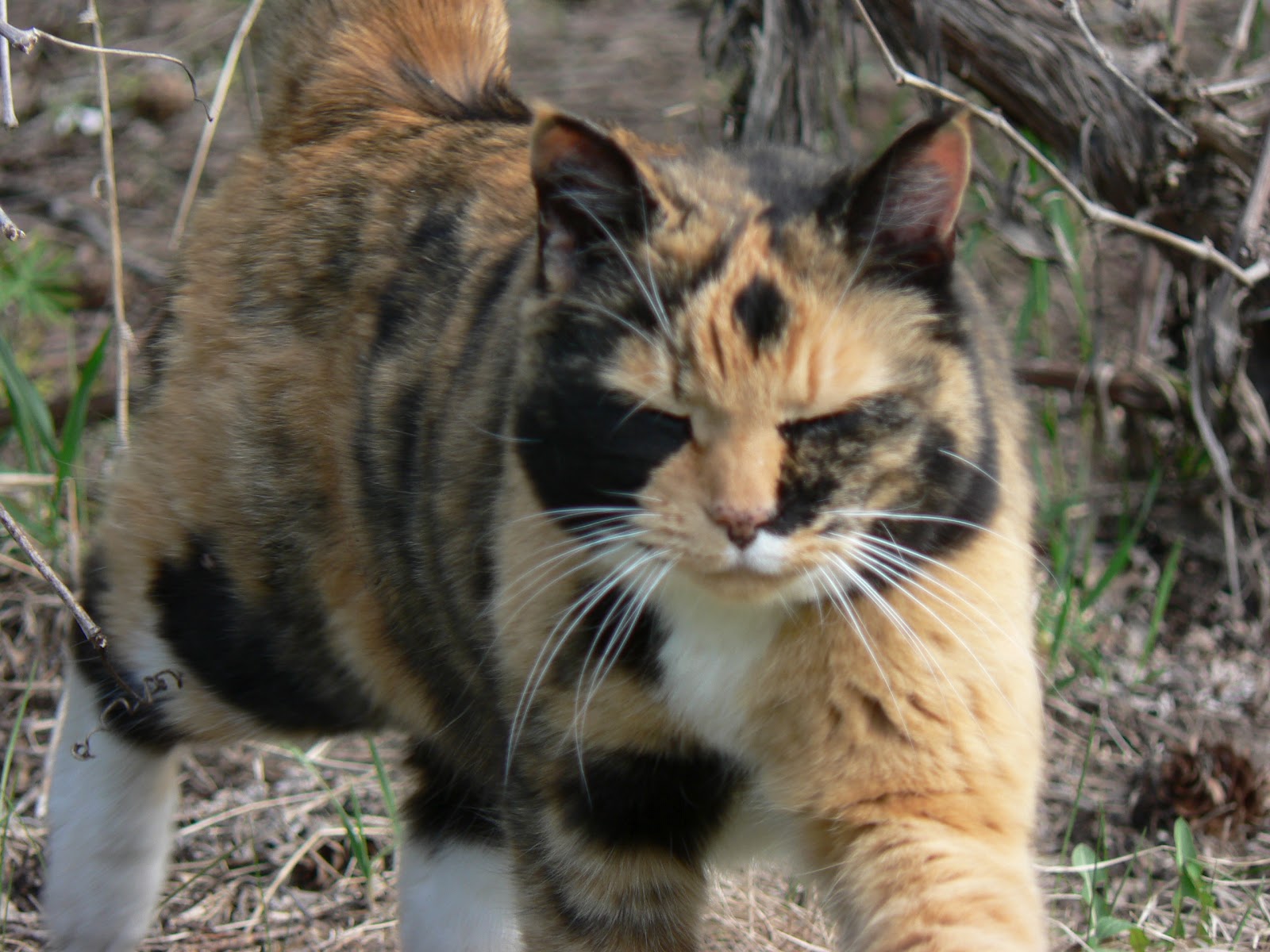 Okanagan Asparagus Farm Asparagus in Armstrong The farm dogs