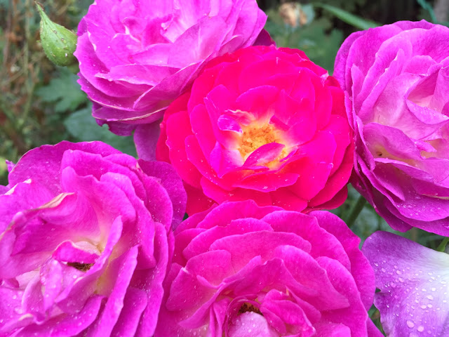 Wild New Brunswick salt roses