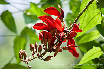 Download Flower Of Avurudu Erabadu For Android Wallpaper Flower Of Avurudu Erabadu Desktop Wallpaper