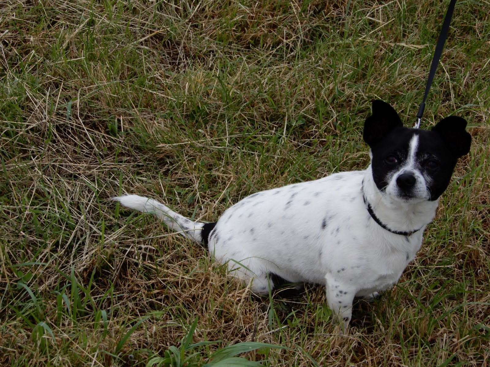 Onze nieuwe hond