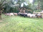 kambing aqiqah