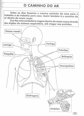 O%2BCAMINHO%2BDO%2BAR%2B %2BSISTEMA%2BRESPIRAT%252B%25C3%25B4RIO - Atividades para EJA
