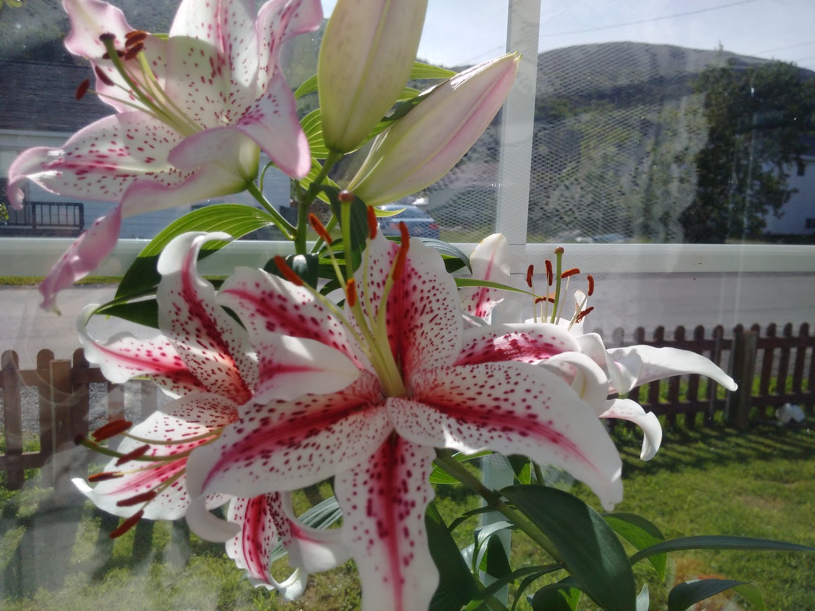 Asiatic Lilies