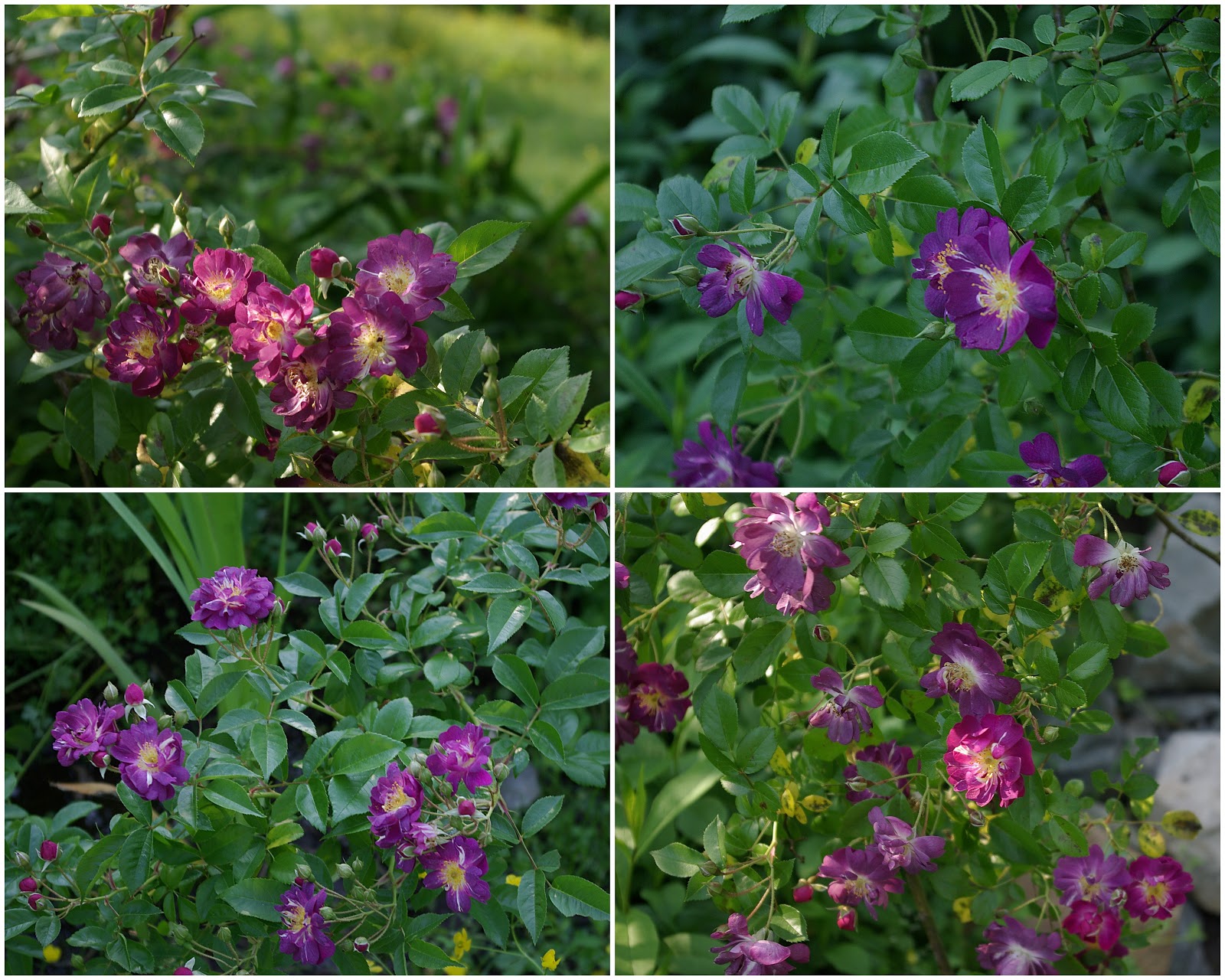 sweetbay The May Garden