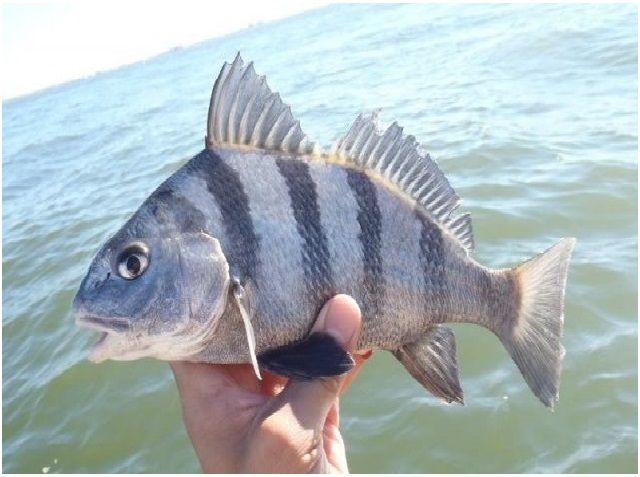Nama Nama Ikan Laut Dangkal Dan Dalam Bisa Dikonsumsi