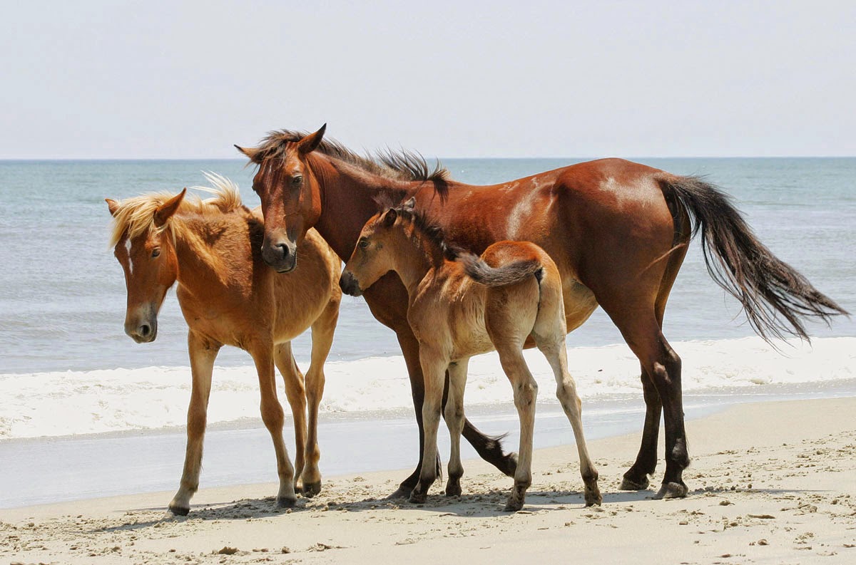 Horse family. Семья лошадей. Лошадь с жеребенком. Кобыла с двумя жеребятами. Лошадь и два жеребенка.